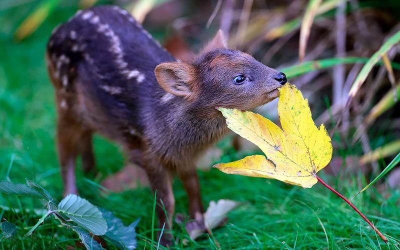 They're The Smallest Deer On Earth