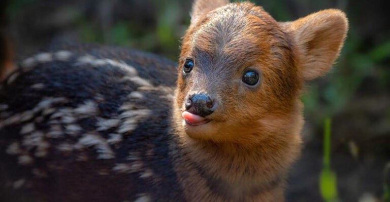 Why Pudu Are So Rare And Hard To Spot In The Wild