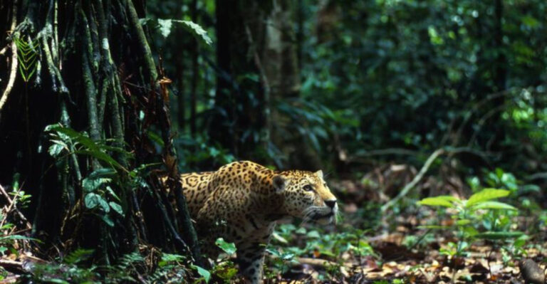 Why Reintroducing Jaguars Could Change The Forest