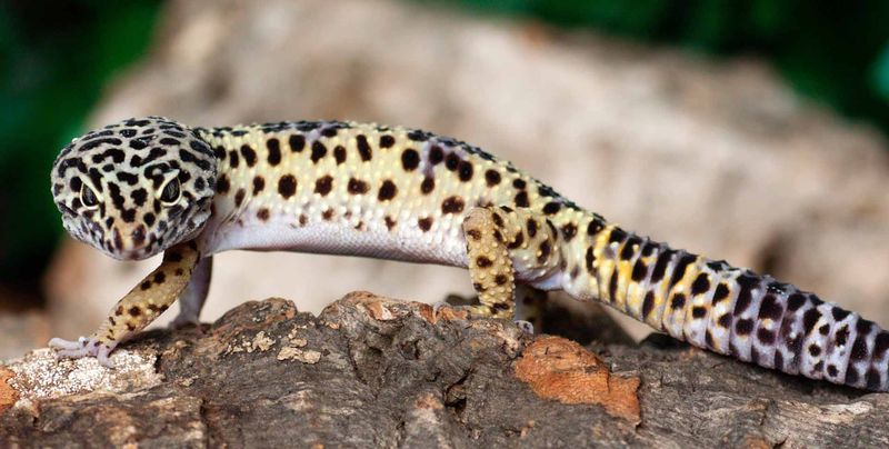 Reptile Hearing Is More Complex Than We Thought