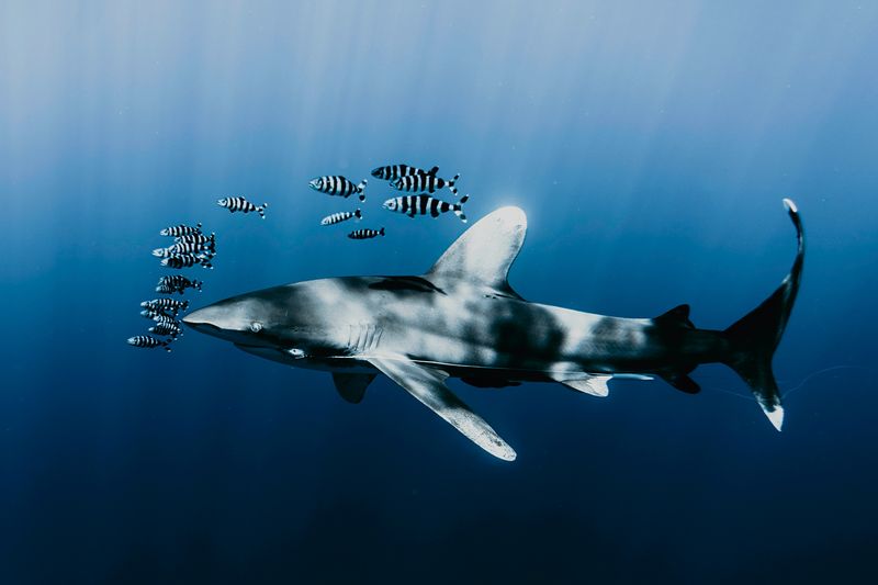 The Importance Of Conservation Efforts For Sharks