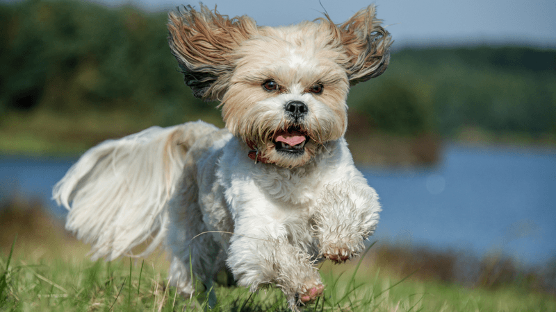 Shih Tzus And Their Playful Side