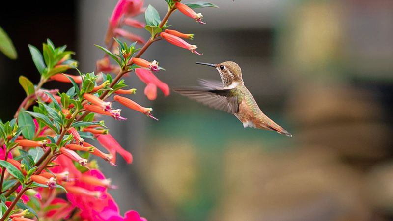The Key Qualities Hummingbirds Look For In A Shrub