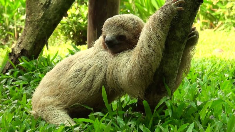 The Risks Sloths Face When They Venture To The Ground