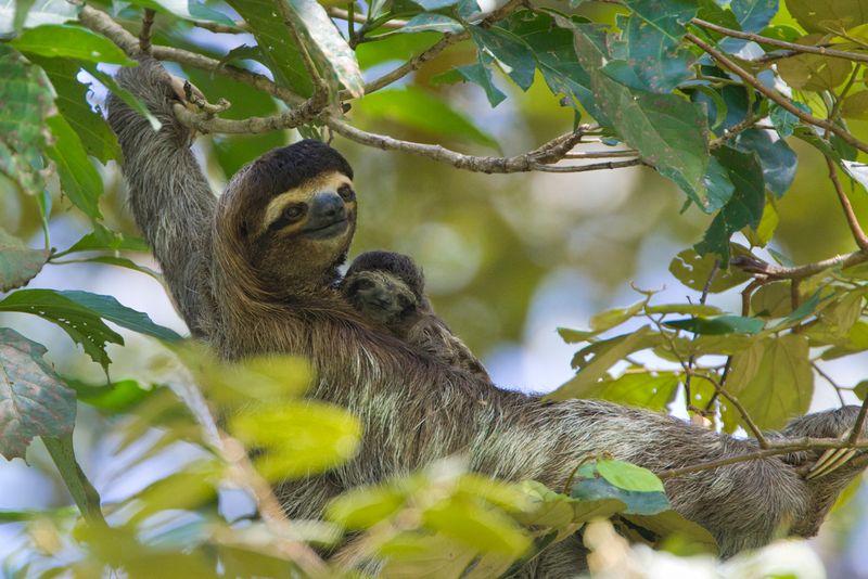 Habitat Loss Is A Major Threat