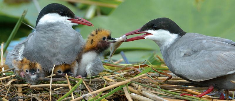Defending Their Nests