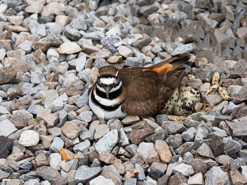 Which Birds Prefer Ground Nests?