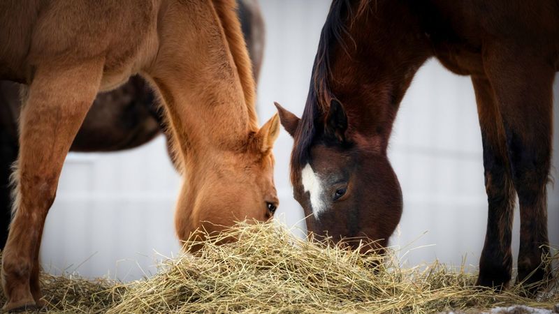Is It Survival Or Curiosity? Reasons Herbivores May Eat Meat
