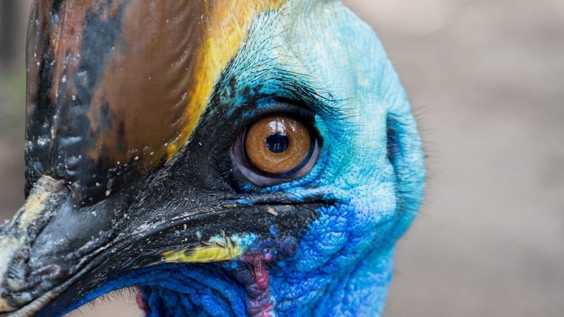 Birds Are Modern-Day Dinosaurs