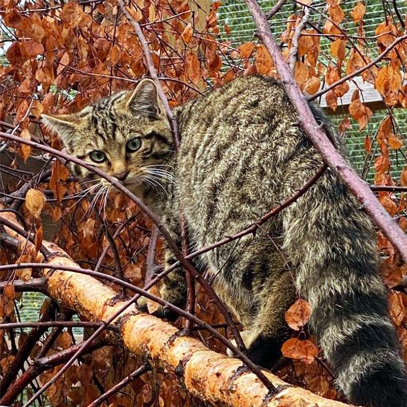 The Threat Of Hybridization With Domestic Cats