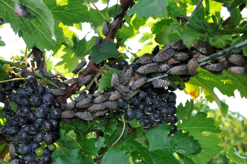 How Invasive Insects Are Damaging Agriculture