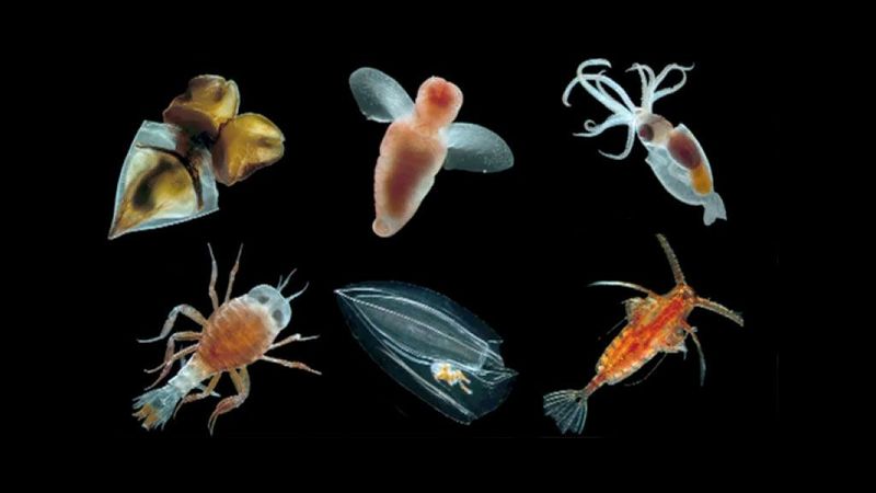 The Role Of The Southern Ocean In Supporting Unique Marine Life