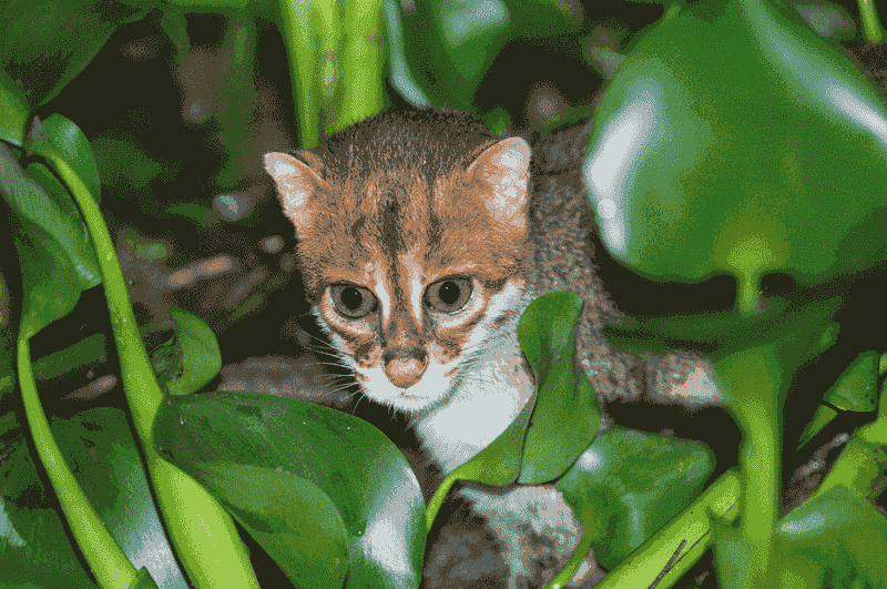 The Mystery Of The Flat-Headed Cat