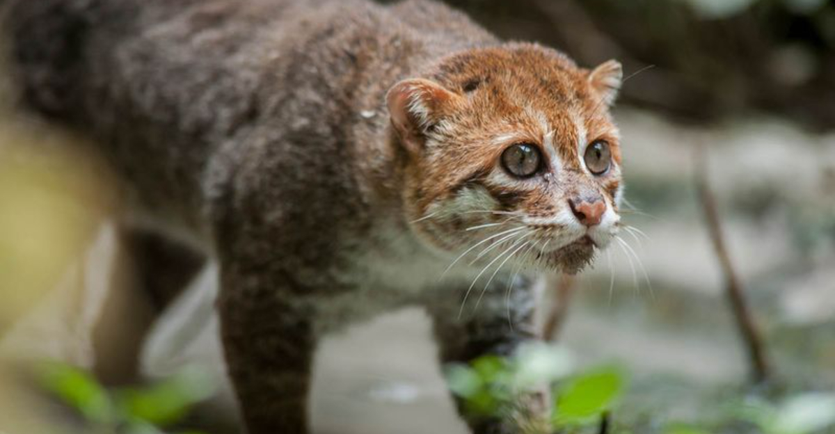 Why The Flat-Headed Cat Remains One Of The World’s Least Known Wild Cats