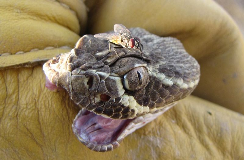 Neurotoxic Venom That Paralyzes