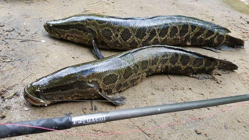 How The Northern Snakehead Behaves And Spreads