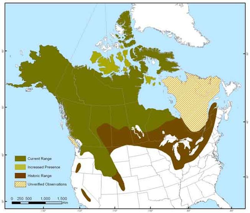 Historical Range Of The Wolverine