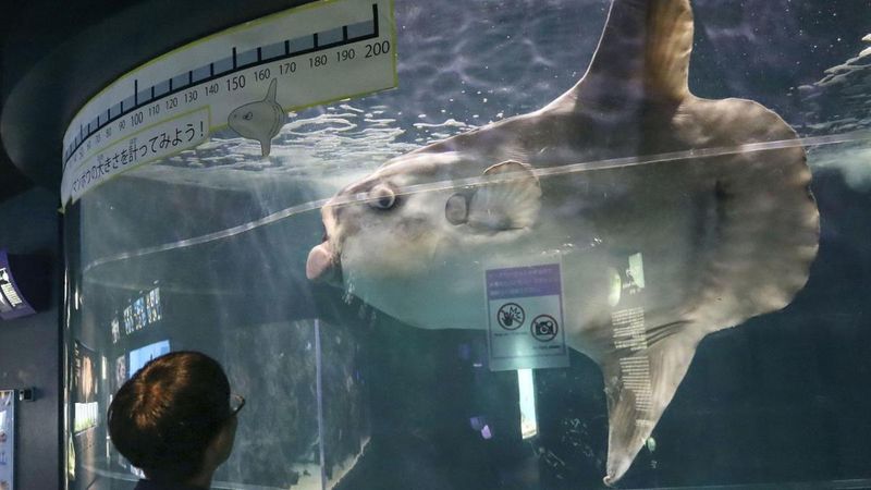 How The Aquarium's Renovations Affected The Sunfish
