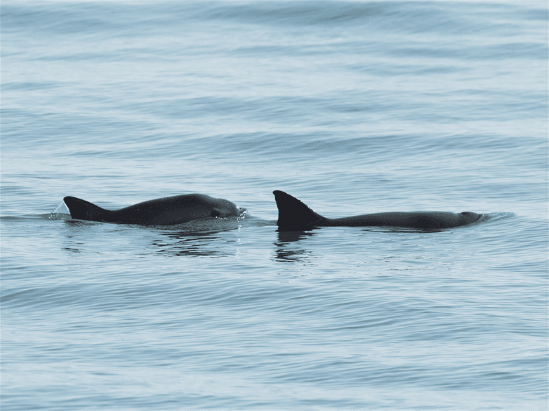 The Impact Of Illegal Fishing On Vaquitas