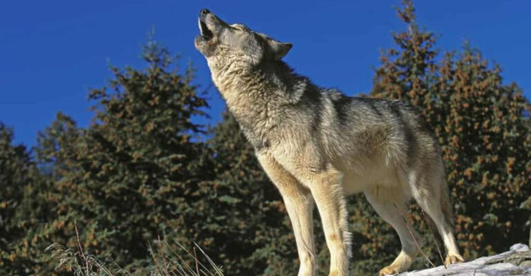 Why The World’s Loudest Animals Are Going Quiet