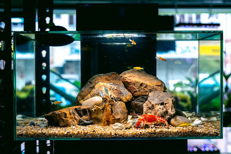 Tank Size Matters: Giving Your Lobster Room To Roam