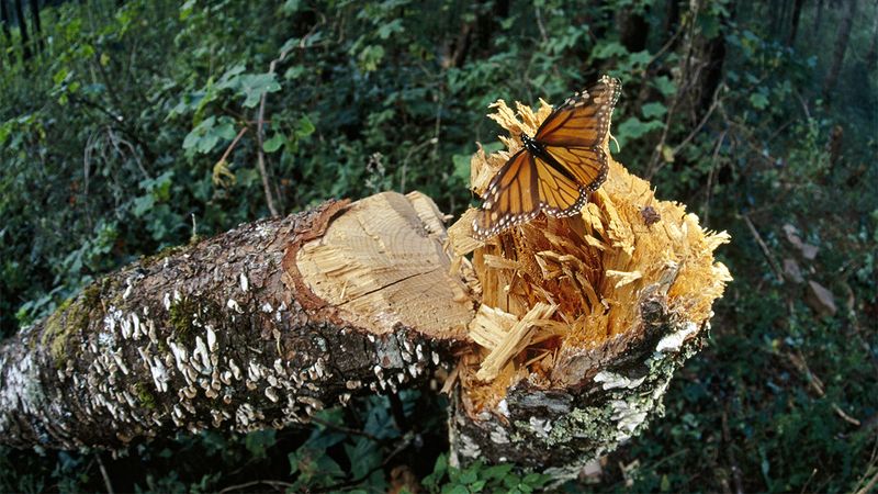 Habitat Loss Hits Hard