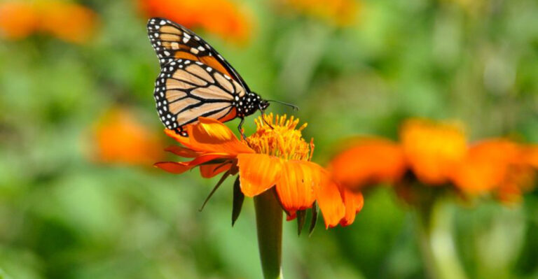 Why There Seem To Be Fewer Butterflies Now Than When You Were A Kid