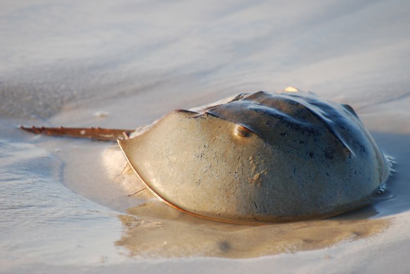 Horseshoe Crab: The Ancient Survivor