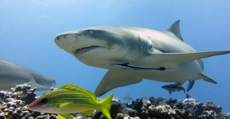 Why These 12 Ancient Species Have Remained Unchanged For 13 Million Years