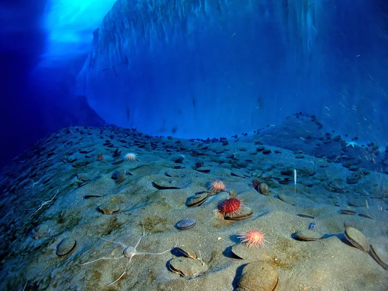 Surviving The Extreme: How These Species Adapt To Harsh Conditions