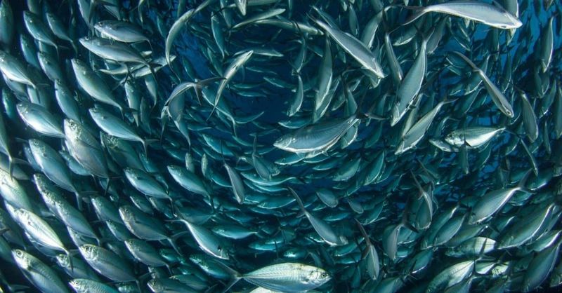 Uncovering The Complex Web Of Marine Animal Migrations