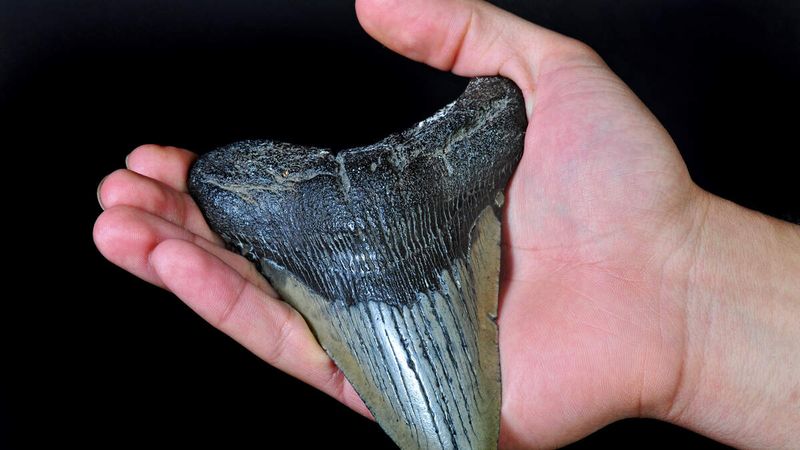 From Fossil Diving To Finding The Megalodon Tooth
