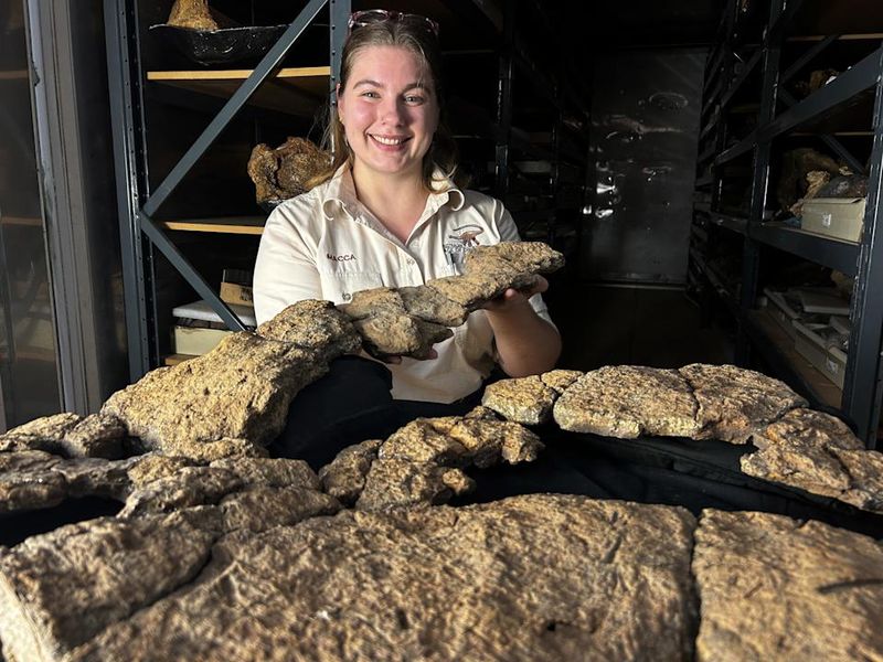 Examining The Plant Fragments Found In The Fossil Gut