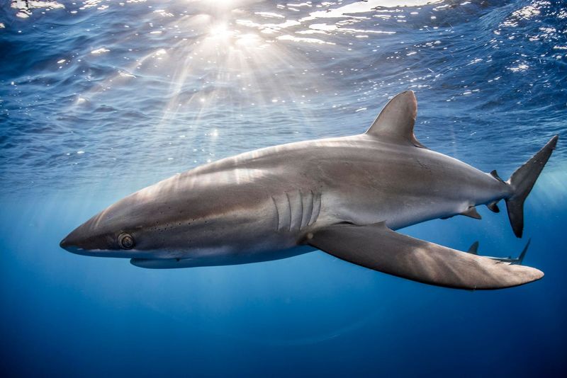 The Future Of Tracking And Studying Shark Migrations