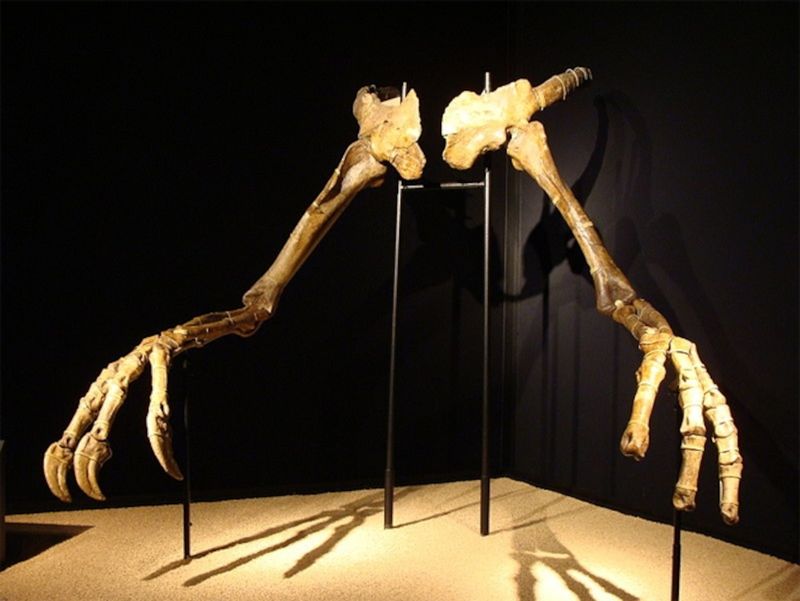 Challenges In Reconstructing The Life Of An Ancient Predator From Fossils