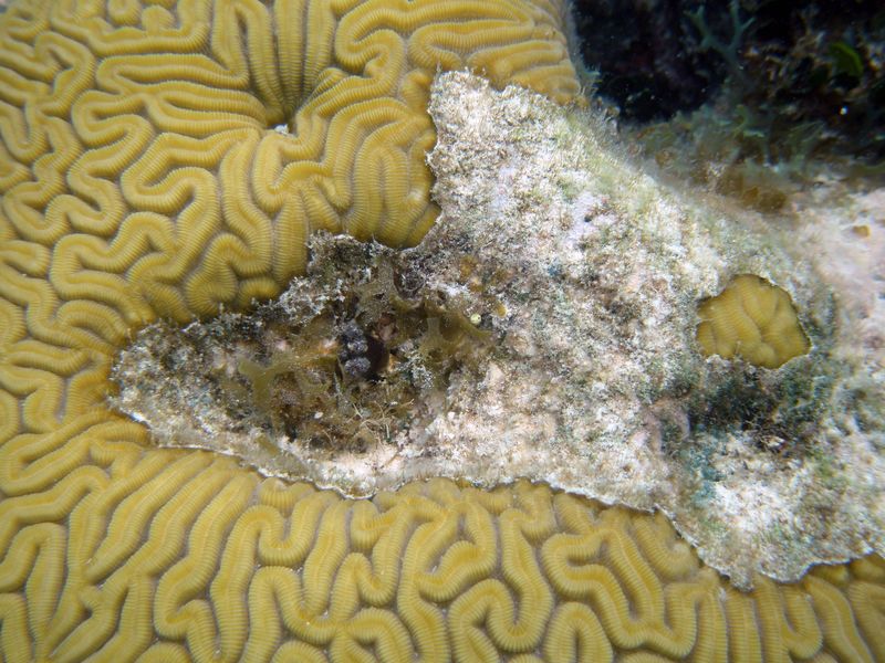 The Unique Characteristics Of Cayo Margarita