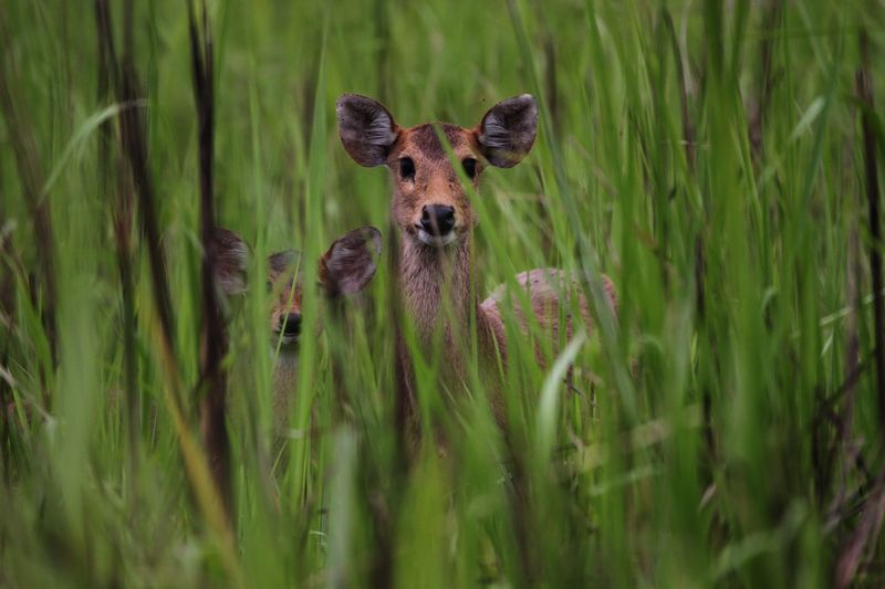 What The Presence Of This Cat Tells Us About Forest Health