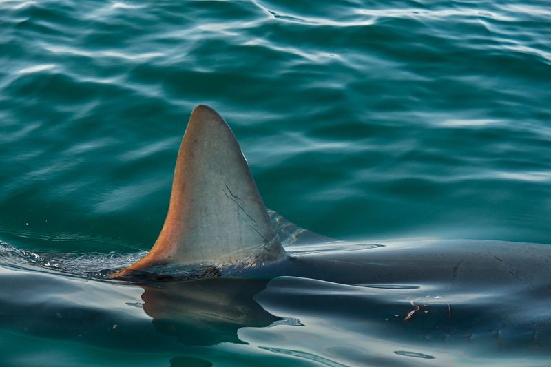 The Science Behind Shark Tracking Technology