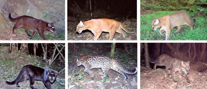 A Wide Range Of Colors Makes Identification Surprisingly Tricky