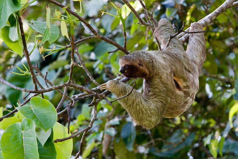 The Fascinating Symbiotic Relationship Between Sloths And Moths