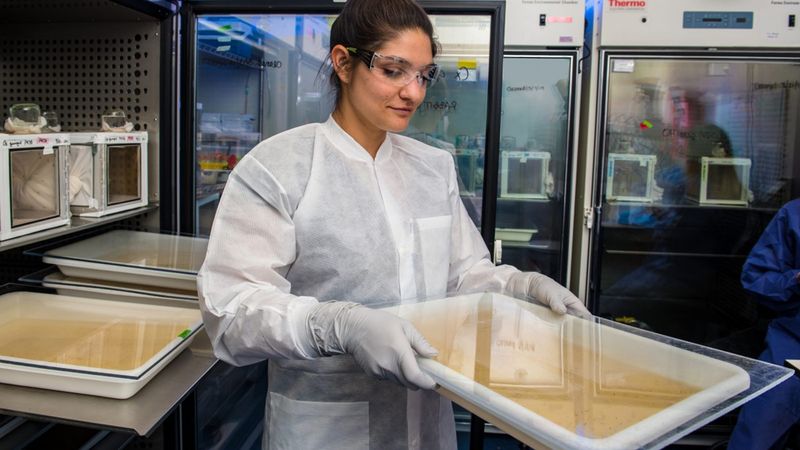 How Scientists Are Using Male Mosquitoes To Fight Malaria