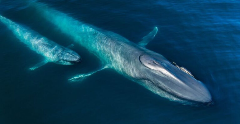 Why Whales Might Be The Planet’s Most Overlooked Climate Heroes