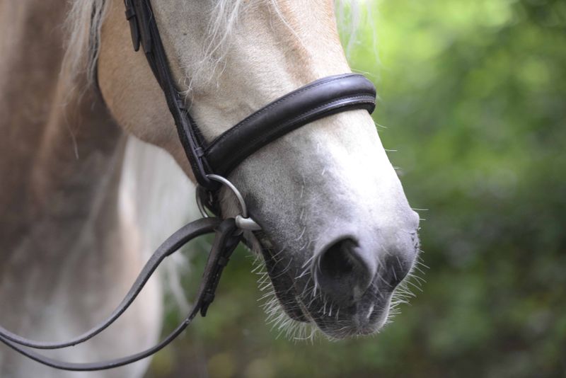 Signs Your Horse Might Have Problematic Wolf Teeth