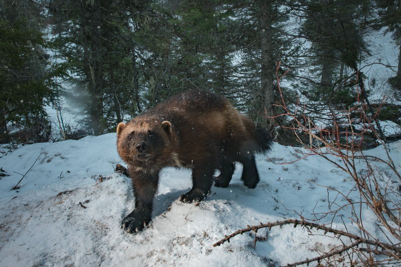 Conservation Efforts Behind The Wolverine's Comeback
