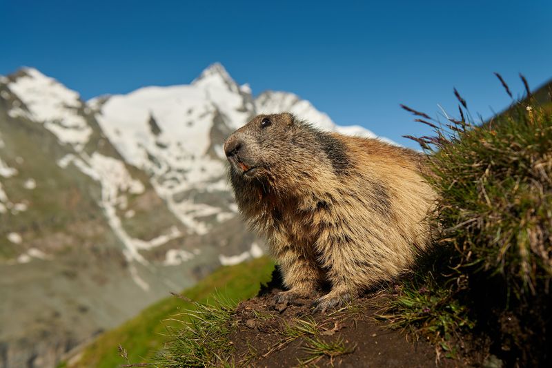 Marmot