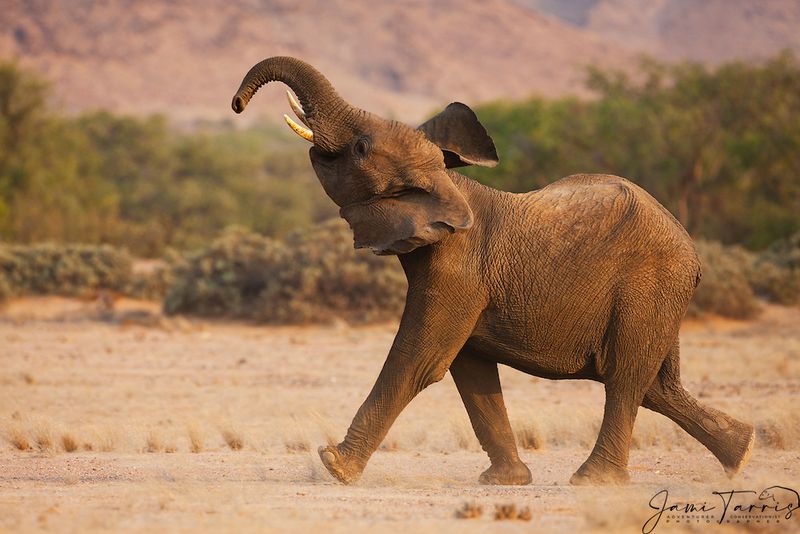 Elephant's Devastating Tantrums