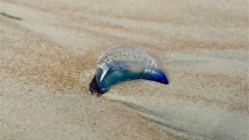 Portuguese Man-of-War