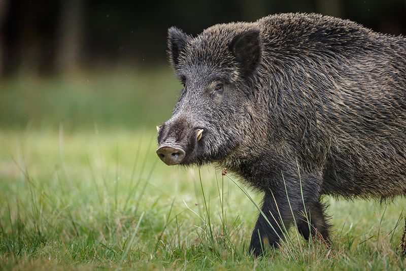 Pig Tusks Can Sharpen Themselves