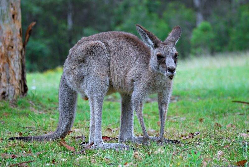 Kangaroos
