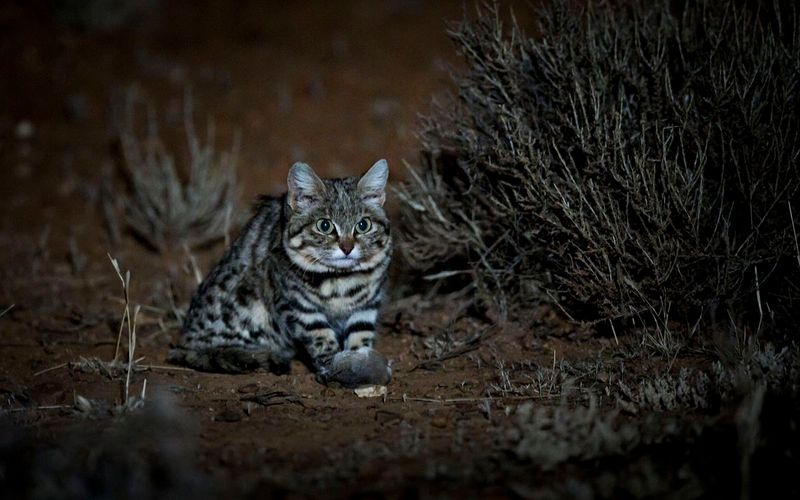 Shadow Dancer: The Black-Footed Cat